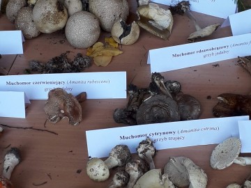 Dzień Grzyba 14.10.2018r. - wystwa, prelekcja i spacer po lesie, fot. H. Andrzejewski